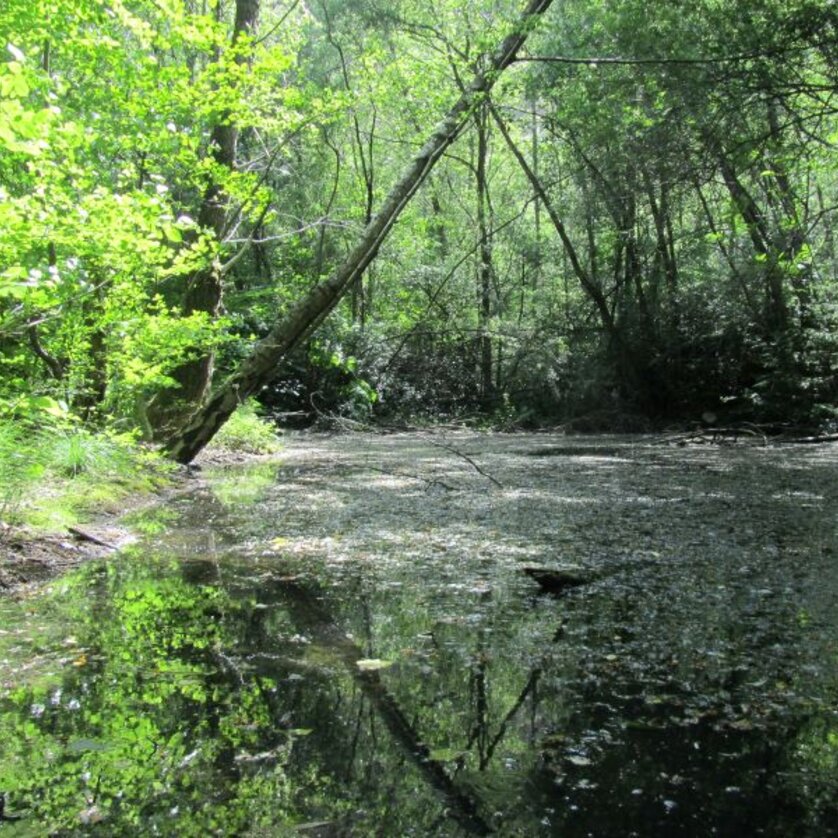 Naturführungen in der Stadt Graz | © Stadt Graz - Grünraum und Gewässer